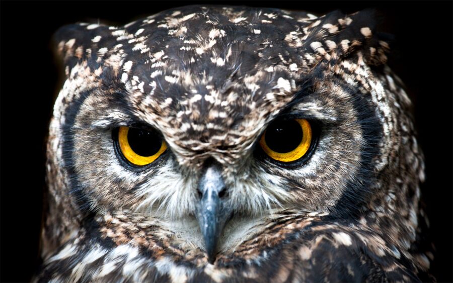 tri najinteligentnija znaka Zodijaka, close up photography of owl
