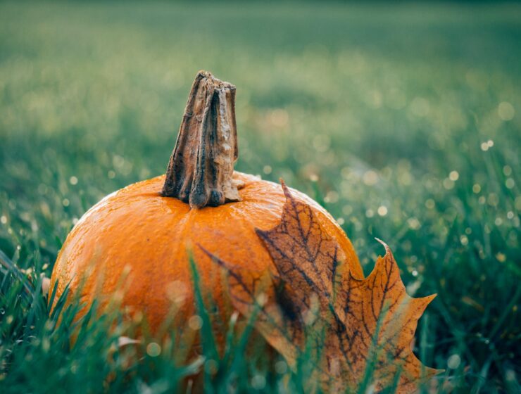 horoskop za listopad, autumn decoration fall field