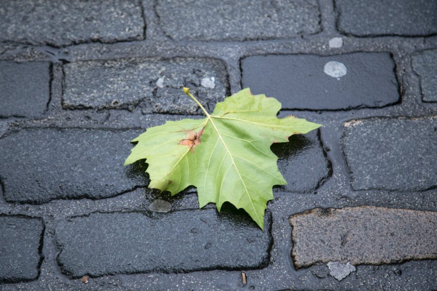 Tjedni horoskop, autumn maple leaf on wet pavement