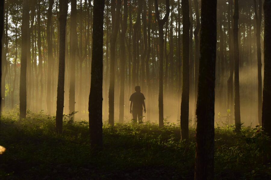 ego, man in the middle of tall trees