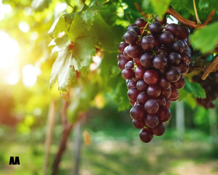 grožđe