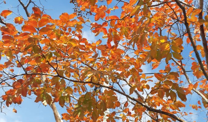 Tjedni horoskop: 3. – 9. studenoga 2025. Posljednji dani listopada