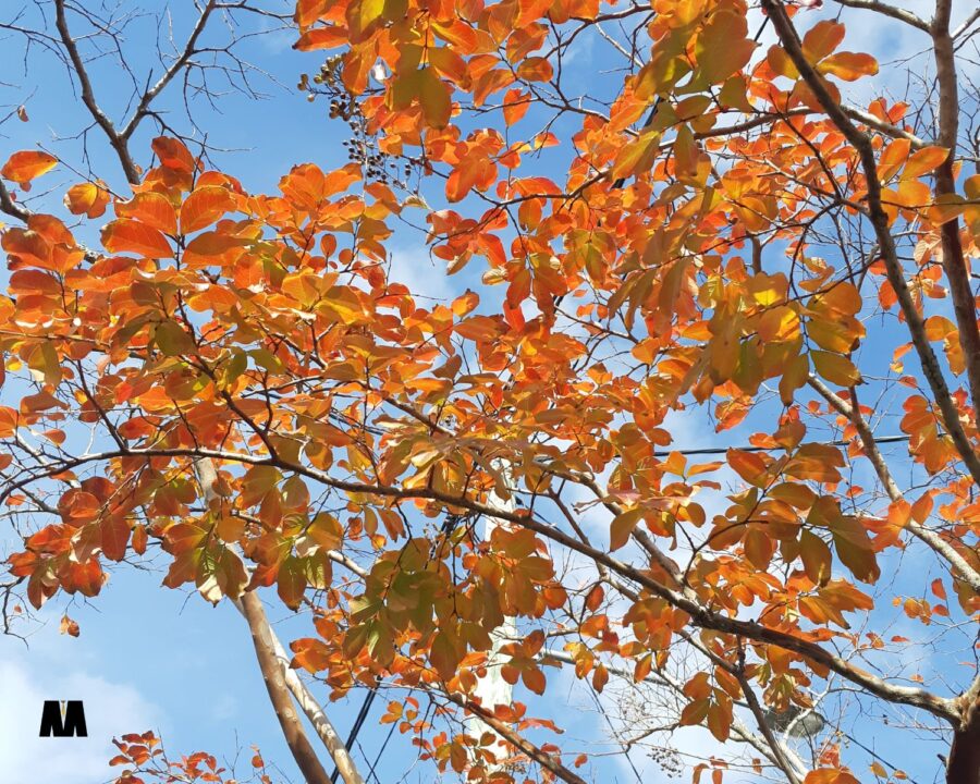 Tjedni horoskop: 3. – 9. studenoga 2025. Posljednji dani listopada