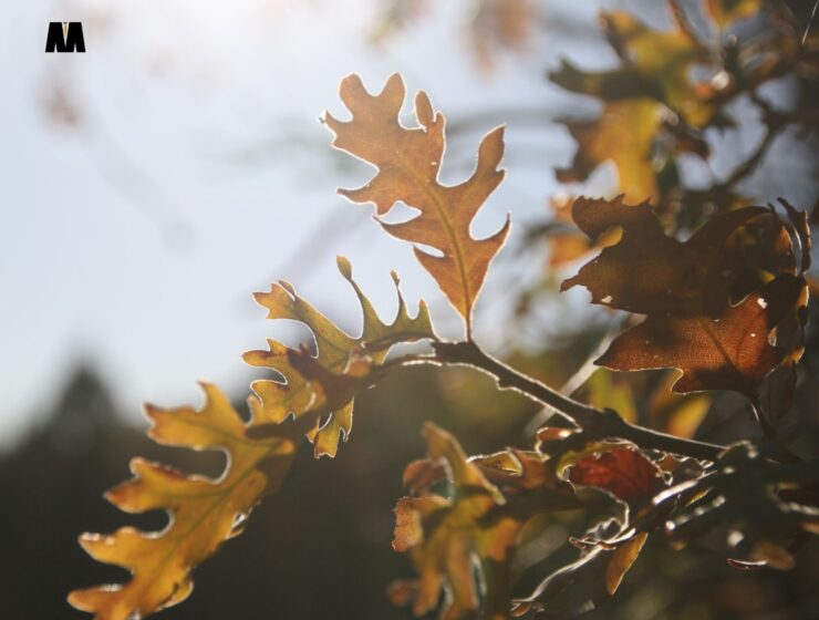 Sunce u Vagi i Lilith