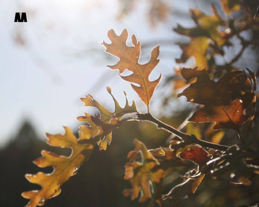 Sunce u Vagi i Lilith