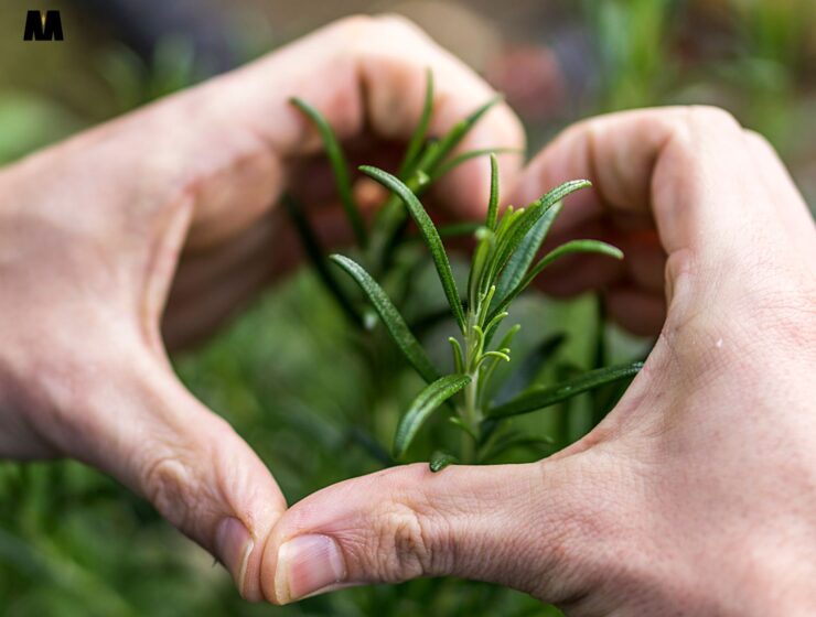 Tjedni horoskop od 27.04. do 03.05. tjedni horoskop 13. – 19.04. Vrtlarenje