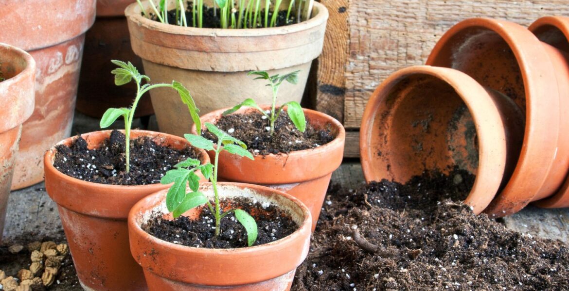 Kaotično vrtlarstvo