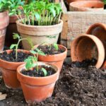 Kaotično vrtlarstvo