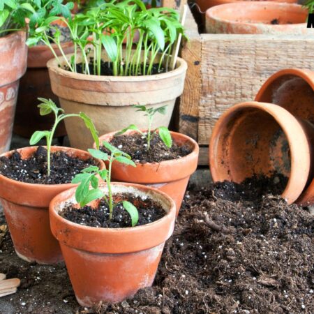 Kaotično vrtlarstvo