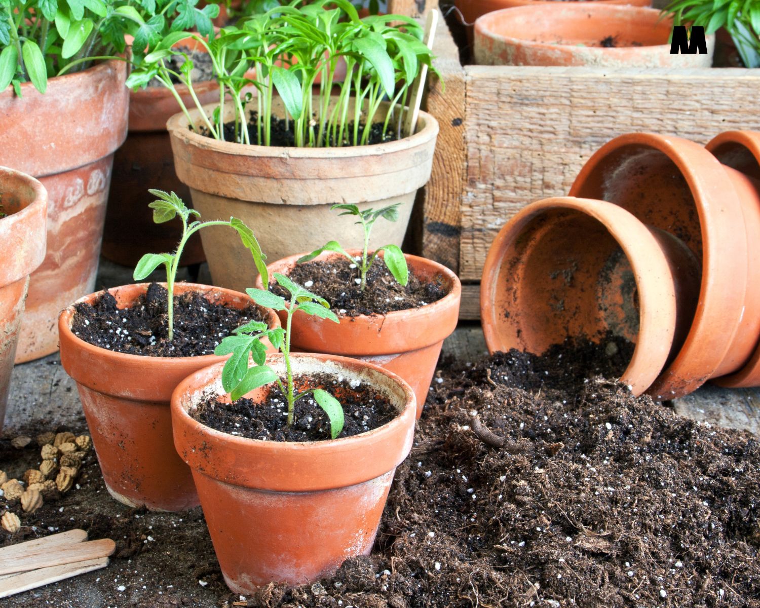 Kaotično vrtlarstvo