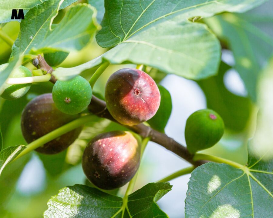 Sirup od listova smokve